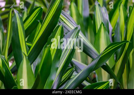 Dracaena fragans, tronco de Brasil, Majorque, Îles Baléares, Espagne Banque D'Images