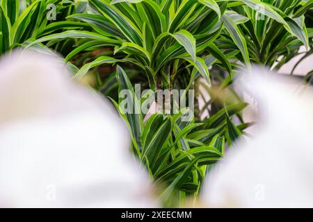 Dracaena fragans, tronco de Brasil, Majorque, Îles Baléares, Espagne Banque D'Images