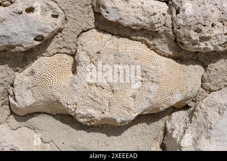 Élégance du corail fossilisé : empreinte marine de la nature Banque D'Images