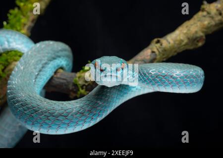 Vipère de l'île à lèvres blanches, Trimeresurus insularis, forme bleue. Famille Viperidae.. Banque D'Images