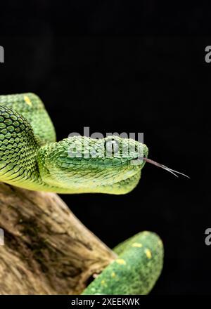 Viper verte de Bush, Atheris chlorechis. Captif. Originaire d'Afrique de l'Ouest. (Guinée (Conakry), Sierra Leone, Libéria, Côte d'Ivoire, Ghana, Togo, Nigeria, Cam Banque D'Images