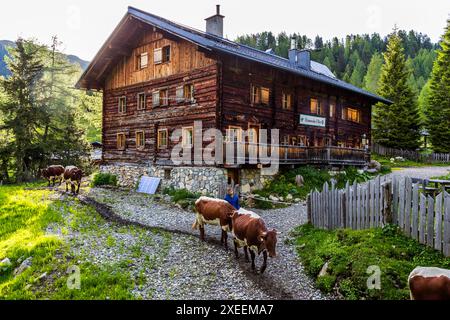 Le fermier alpin Manfred Huber emmène ses vaches Pinzgau au pâturage journalier sur le Filzmoosalm après la traite. Les animaux passent l'été alpin de juin à septembre à une altitude de 1 700 mètres. Après la traite matinale, le troupeau de vaches Pinzgau est autorisé à retourner dans la prairie alpine. Filzmoosalm, Großarl, Salzbourg, Autriche Banque D'Images