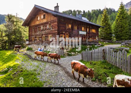 Les vaches Pinzgau de Manfred Huber quittent la grange du Filzmoosalm après avoir trayé tôt le matin. Après la traite matinale, le troupeau de vaches Pinzgau est autorisé à retourner dans la prairie alpine. Filzmoosalm, Großarl, Salzbourg, Autriche Banque D'Images