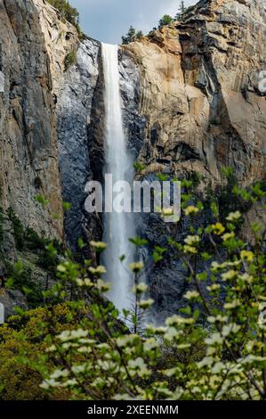 Dogwood Tree en fleurs ; Bridalveil Falls ; Parc national de Yosemite ; Californie ; États-Unis Banque D'Images