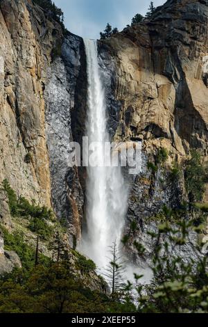 Dogwood Tree en fleurs ; Bridalveil Falls ; Parc national de Yosemite ; Californie ; États-Unis Banque D'Images