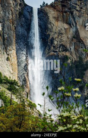 Dogwood Tree en fleurs ; Bridalveil Falls ; Parc national de Yosemite ; Californie ; États-Unis Banque D'Images