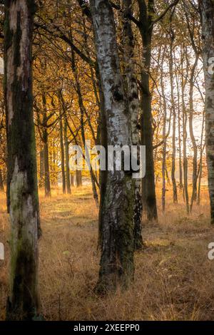 Heure d'or dans le Birch Grove Banque D'Images