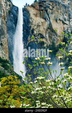 Dogwood Tree en fleurs ; Bridalveil Falls ; Parc national de Yosemite ; Californie ; États-Unis Banque D'Images