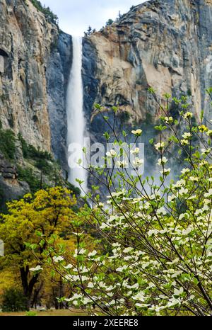 Dogwood Tree en fleurs ; Bridalveil Falls ; Parc national de Yosemite ; Californie ; États-Unis Banque D'Images