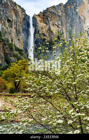 Dogwood Tree en fleurs ; Bridalveil Falls ; Parc national de Yosemite ; Californie ; États-Unis Banque D'Images