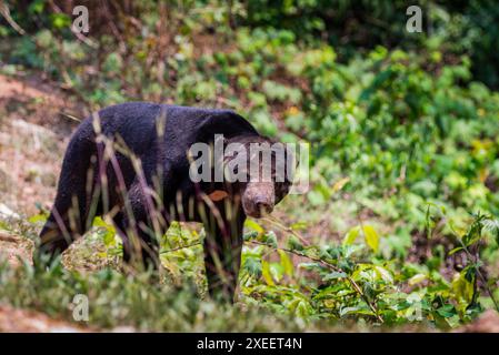 Malayan Sun Bear est le plus petit ours du monde Banque D'Images