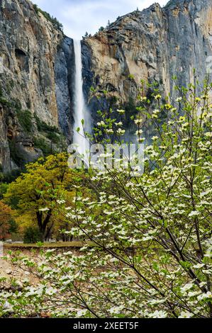 Dogwood Tree en fleurs ; Bridalveil Falls ; Parc national de Yosemite ; Californie ; États-Unis Banque D'Images