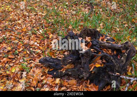 Souche brûlée dans la forêt d'automne. Banque D'Images