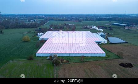 Duffel, Belgique, 20 mars 2024, Agriculture moderne : drone vue des serres à éclairage rose dans la campagne Banque D'Images