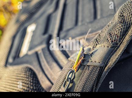 Sauter l'insecte sauterelle se trouve sur le sac à dos dans la nature Banque D'Images