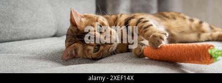 Chat Bengale joue avec une carotte jouet sur le canapé dans le salon à la maison. Banque D'Images