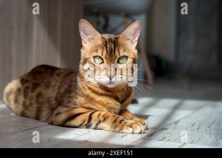 Chat Bengale reposant sur le sol dans le salon. Banque D'Images