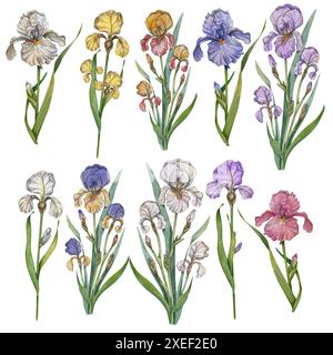 Ensemble de fleurs d'iris aquarelle en différentes couleurs. Illustration botanique avec fond blanc. Collection Provence. Détaillé et réaliste. Floral Banque D'Images