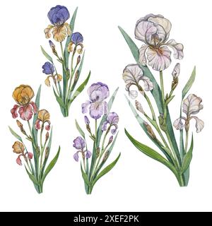 Ensemble de fleurs d'iris aquarelle en différentes couleurs. Illustration botanique avec fond blanc. Collection Provence. Détaillé et réaliste. Floral de Banque D'Images