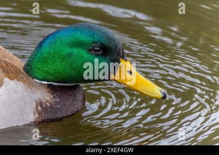 Un gros plan de la tête d'un canard colvert mâle, connu scientifiquement sous le nom d'Anas platyrhynchos, mettant en valeur ses caractéristiques distinctives, Banque D'Images