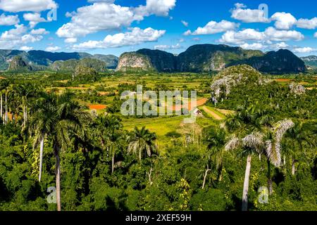 Région luxuriante de Pinar del Rio, premier havre agricole pour le tabac cubain, présentant la vallée enchanteresse de la Valle de Vinales, avec des champs de tabac. Banque D'Images