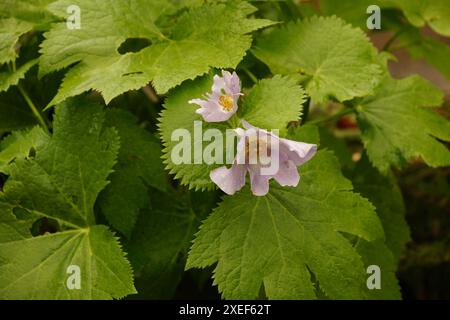 Glaucidium palmatum, pavot japonais Banque D'Images