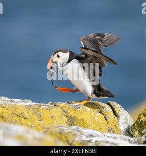 Macareux de l'Atlantique (fratercula arctica) marchant sur des roches couvertes de lichen transportant des anguilles de sable vers son terrier - île de mai, Écosse, Royaume-Uni Banque D'Images