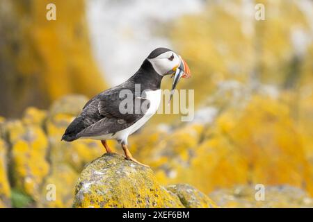 Macareux de l'Atlantique debout sur un rocher couvert de lichen orange avec de gros poissons d'anguille de sable dans son bec - île de mai, Écosse, Royaume-Uni Banque D'Images