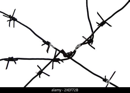 Fil métallique barbelé rouillé isolé sur blanc Banque D'Images