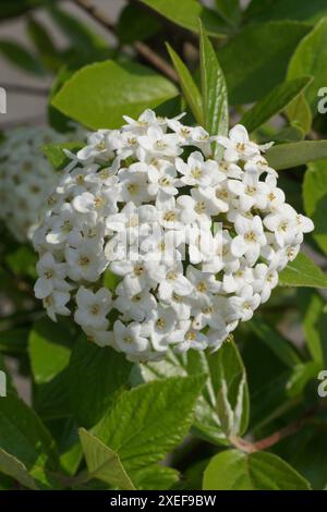 Viburnum carlesii, viburnum épice coréenne Banque D'Images