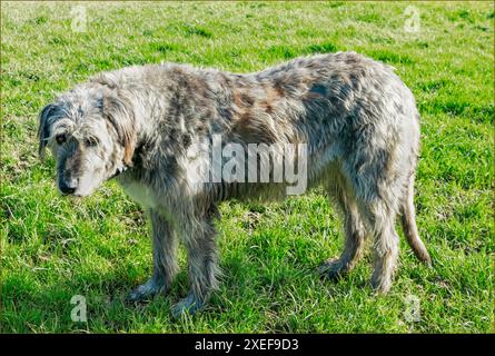 Chien de loup irlandais adulte de couleur grise se tenait dans un champ Banque D'Images