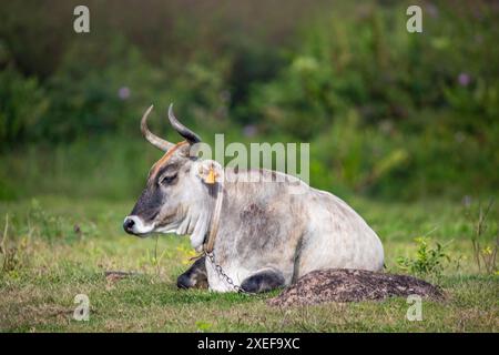 Vache dans un pâturage au soleil, AllÃ¨pointe à gre en Guadeloupe Banque D'Images