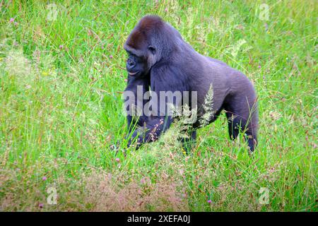 Un grand gorille noir (Gorilla Gorilla) marche à travers un champ de hautes herbes. Parc naturel de Cabarceno. Cantabrie, Espagne. Banque D'Images