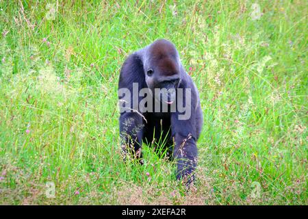 Un grand gorille noir (Gorilla Gorilla) marche à travers un champ de hautes herbes. Parc naturel de Cabarceno. Cantabrie, Espagne. Banque D'Images