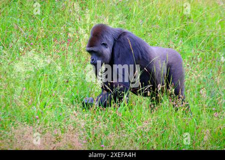 Un grand gorille noir (Gorilla Gorilla) marche à travers un champ de hautes herbes. Parc naturel de Cabarceno. Cantabrie, Espagne. Banque D'Images