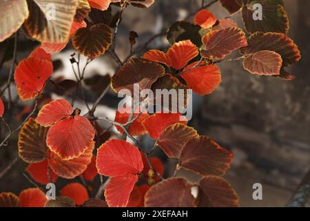 feuilles d'automne rouges décoratives sur un mur Banque D'Images