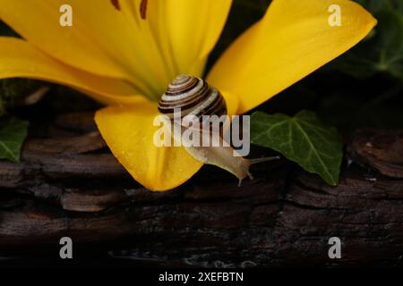 Escargot de jardin bandé sur fleur jaune vif dans le jardin Banque D'Images