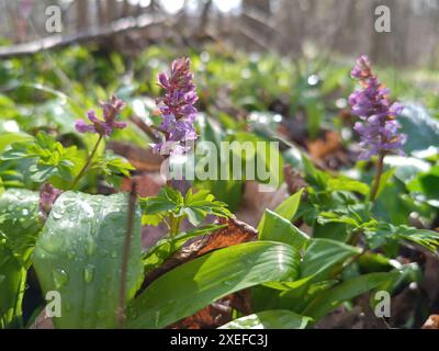 Hollowroot, Corydalis cava Banque D'Images