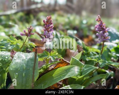 Hollowroot, Corydalis cava Banque D'Images