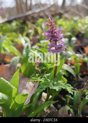 Hollowroot, Corydalis cava Banque D'Images