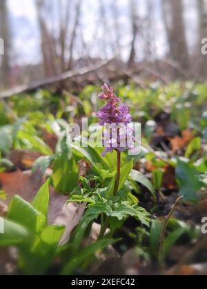 Hollowroot, Corydalis cava Banque D'Images