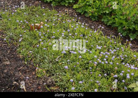 Globularia trichosantha, Syn. Globularia cordifolia, Herzblaettrige Kugelblume, Globeflower Banque D'Images