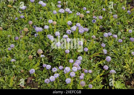Globularia trichosantha, Syn. Globularia cordifolia, Herzblaettrige Kugelblume, Globeflower Banque D'Images