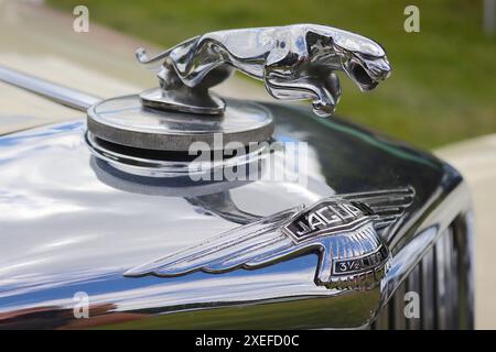 La mascotte de capot de chat bondissant équipant une Jaguar de 3 1/2 litres d’après-guerre, conçue par F. Gordon Crosby, artiste et illustrateur renommé du magazine autocar. Banque D'Images