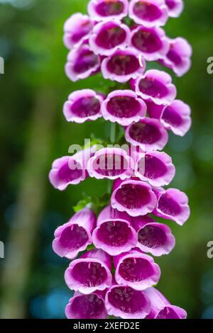 Close up plante de foxglove rose pourpre en fleurs au printemps été toxique pour les animaux et les gens Banque D'Images