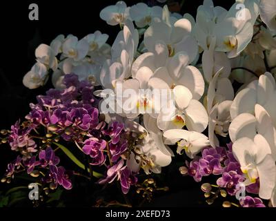 Trois magnifiques orchidées blanches Phalenopsis Banque D'Images