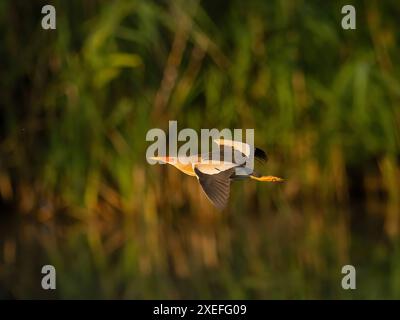 Petit bitterne en vol sur fond de plantes vertes. Banque D'Images