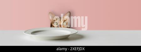 Chat Bengale mignon a faim à la table devant une assiette vide. Banque D'Images