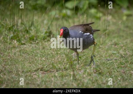 Un moorhen adulte, Gallinula chloropus, marche sur le remblai de laiton. Il montre ses grands pieds et il y a de la place pour le texte Banque D'Images