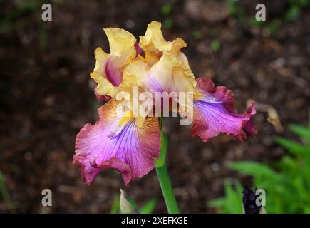 Iris jaune et rose à barbe haut, Iris 'trillion', Iridacées. Banque D'Images